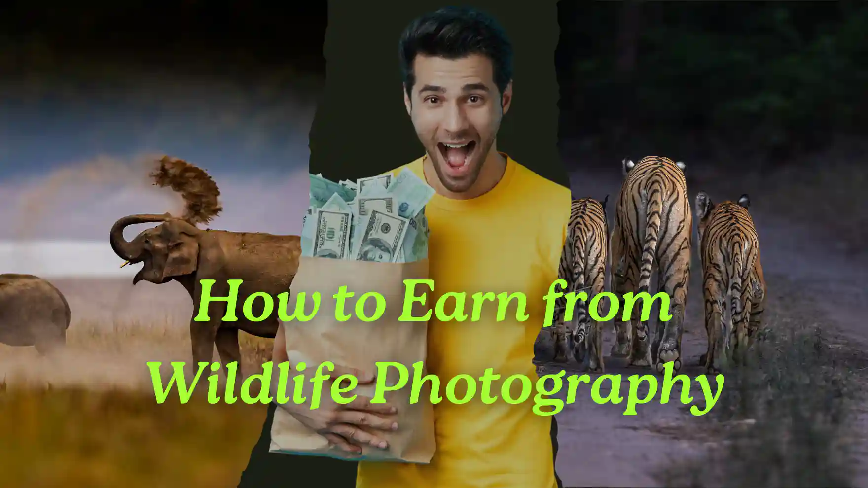 How to Earn from Wildlife Photography: A Comprehensive Guide