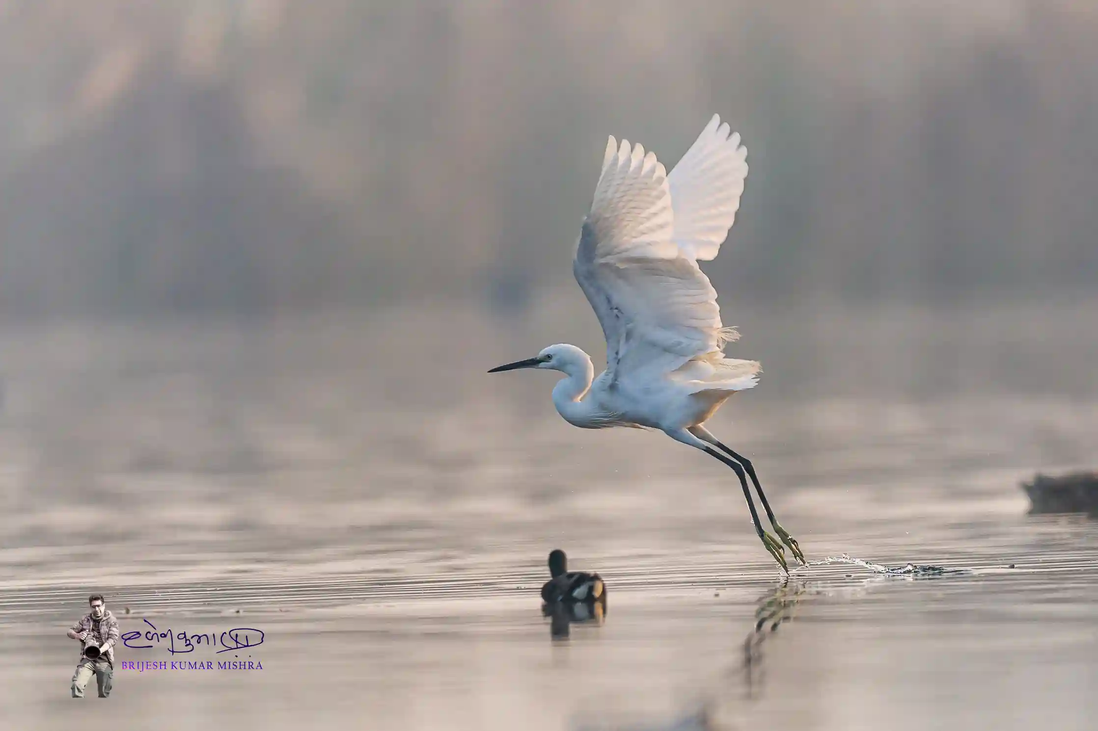 CG City Wetland: A Hidden Gem in Lucknow
